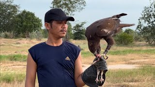 The way how to training Changeable Hawk Eagle 🦅 [upl. by Gerianne]