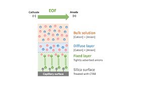 Capillary Electrophoresis Part 6 Reversed Electroosmotic Flow [upl. by Layol]