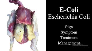 E Coli in Poultry  Treatment of Ecoli [upl. by Odareg210]