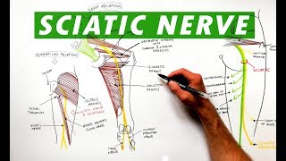 Sciatic Nerve  Anatomy Tutorial [upl. by Niveg777]