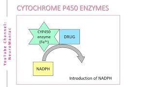 BIOCHEMISTRY  CYTOCHROME P450 ENZYMES AND OXIDATION PROCESS [upl. by Hephzipah222]