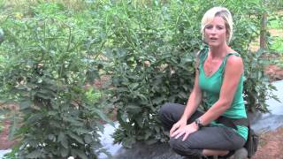 Pruning and Staking Tomatoes  Perfect Techniques [upl. by Noram]