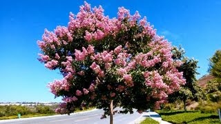 Pink Crape Myrtle Lagerstroemia indica Carlsbad California [upl. by Nyletac]