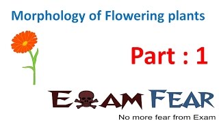 Biology Morphology of Flowering Plants part 1 Introduction CBSE class 11 XI [upl. by Blayze]