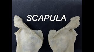 SCAPULA  GENERAL FEATURES AND ATTACHMENTS [upl. by Vizza]