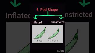 Mendels experiment on pisum sativum 🫛 [upl. by Yrrem]