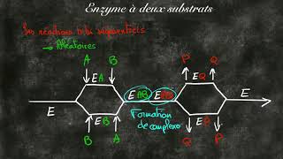 Cinétique enzymatique à deux substrats [upl. by Adner]