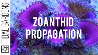 Zoanthid and Palythoa Coral Propagation [upl. by Adohr261]