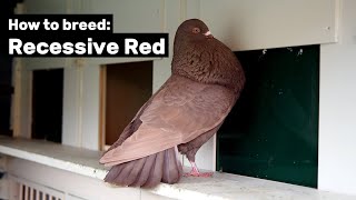 How to breed Recessive Red Pigeons [upl. by Oecile]