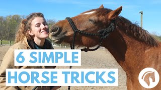 How to Teach Your Horse Tricks 6 Simple Tricks [upl. by Ximena]