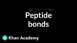 Peptide bonds Formation and cleavage  Chemical processes  MCAT  Khan Academy [upl. by Anielram]