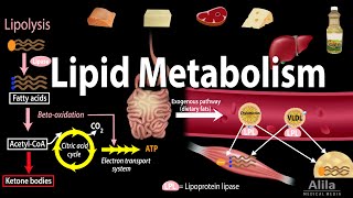 Lipid Fat Metabolism Overview Animation [upl. by Idalla]