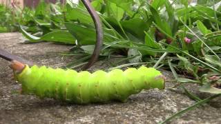 large Luna Moth caterpillar actias luna walks by camera in Autumn [upl. by Pennington]