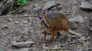 Lesser Mousedeer Tragolus kanchil [upl. by Rheba]