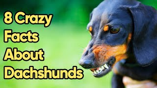 8 Crazy Facts About Dachshunds You Need To Know [upl. by Namlas]