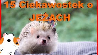 15 Ciekawostek o JEŻACH 🦔Czy jeże jedzą JABŁKA🍎 Jeż pigmejski i Europejski Informacje o hodowli [upl. by Eugirne]