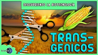 TRANSGÉNICOS  Descubriendo la Biotecnología [upl. by Ravert]