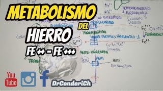 FISIOLOGÍA Metabolismo del Hierro DIGESTIÓN ABSORCIÓN TRANSPORTE Y METABOLISMO completo [upl. by Niai]