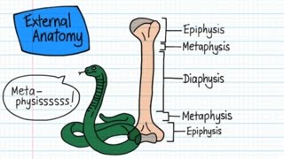 Long Bone Anatomy  Drawn amp Defined [upl. by Killoran932]