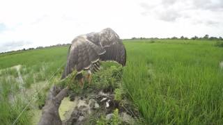 Hunting with changeable hawk eagle [upl. by Danforth]