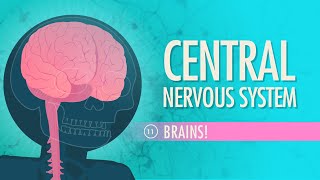 Central Nervous System Crash Course Anatomy amp Physiology 11 [upl. by Eerized]