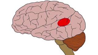 Atuação e História da Neuropsicologia [upl. by Studley]