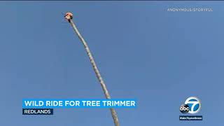 Redlands tree trimmer goes viral after wild palm tree ride  ABC7 [upl. by Attiuqram853]