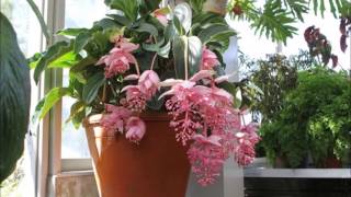 Medinilla Magnifica [upl. by Mulford]