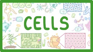 GCSE Biology  Cell Types and Cell Structure 2 [upl. by Yoshiko56]