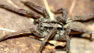 Spiders Creepy Mating Purr Recorded by Researchers [upl. by Brockwell]