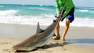 Catching Sharks from the Beach amp How it Started [upl. by Wildermuth]