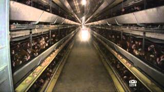 Le modèle alimentaire français  lélevage des poules pondeuses [upl. by Bjork503]