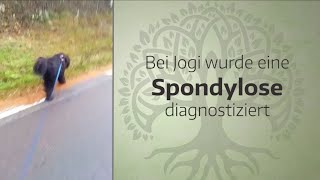 Spondylose beim Hund  CBD amp Artridonum H  Jogi Bär´s Erfahrungen [upl. by Snell]