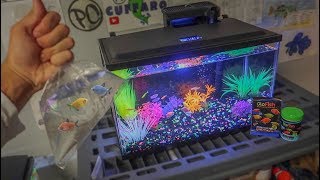 BUYING NEW GLOFISH for AQUARIUM [upl. by Uella]