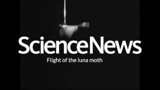 Flight of the luna moth  Science News [upl. by Hardner]