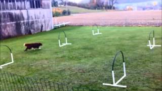 Hoopers  Nadac  HoopersAgility  Hundeschule gooddog Freudwil bei Uster [upl. by Adlev927]