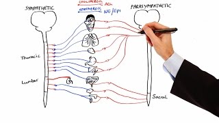 Pharmacology  AUTONOMIC NERVOUS SYSTEM MADE EASY [upl. by Yoho]