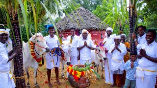 PONGAL CELEBRATION  Mattu Pongal  Grand Tamil Special Festival Celebrate in Village by farmers [upl. by Collayer995]