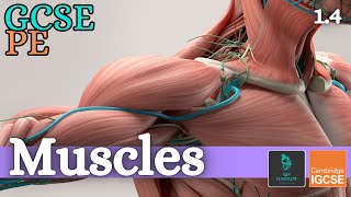 GCSE PE  MUSCLES  Anatomy and Physiology Skeletal and Muscular System  14 [upl. by Obed]