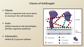 Antifungals Fungal Infections  Lesson 4 [upl. by Sairtemed857]