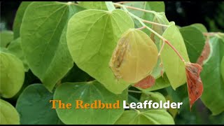 The Redbud Leaffolder [upl. by Ellerad]