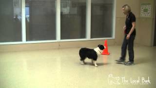 Agility Directional Cues Turn Using a Cone [upl. by Tavi]