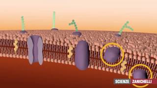 La membrana plasmatica tratto da Saraceni Strumia [upl. by Aicxela]