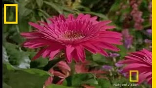 Bee vs Jumping Spider  National Geographic [upl. by Emerald415]