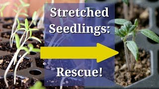 Fix Leggy Seedlings [upl. by Domella]