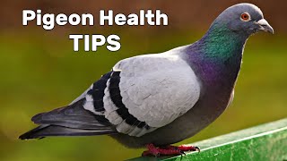 Pigeon Diseases and Treatment [upl. by Swisher]