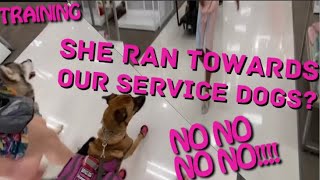 Girl Runs Up On Service Dogs Training [upl. by Viglione]