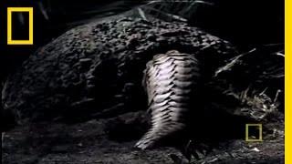 What in the World is a Pangolin  National Geographic [upl. by Edy]