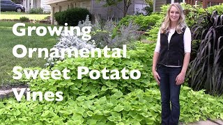 Growing Ornamental Sweet Potato Vines [upl. by Abram]