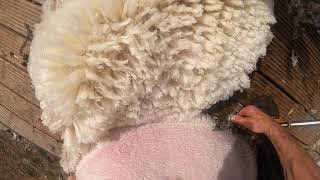 How to shear sheep go pro view [upl. by Becht]